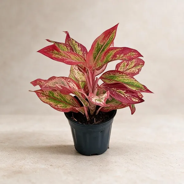 Aglaonema_Indoor_Plant