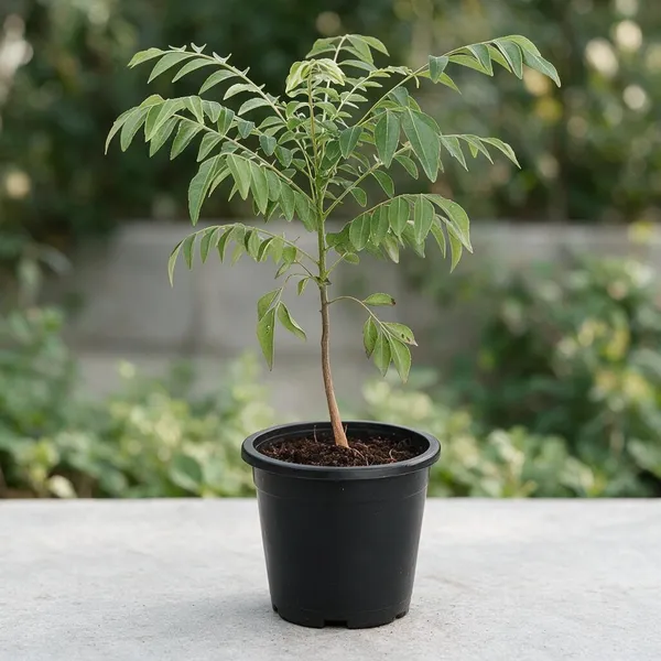 Curry_Leaf_Plant_With_Pot