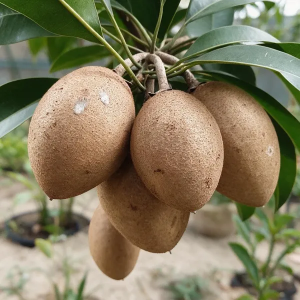 Sapota_Grafted_Plant