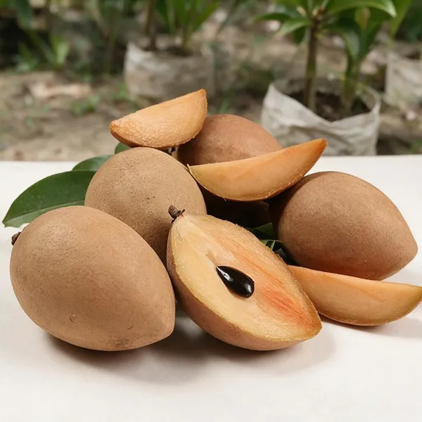 Grafted_Chikoo_Plant