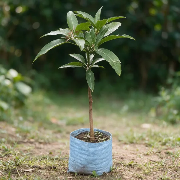 Miyazaki_Mango_Plant