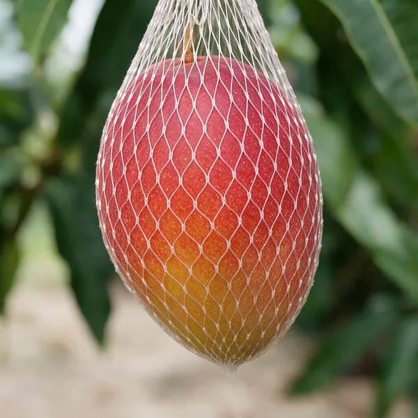 Japanese_Miyazaki_Mango_Plant_Grafted