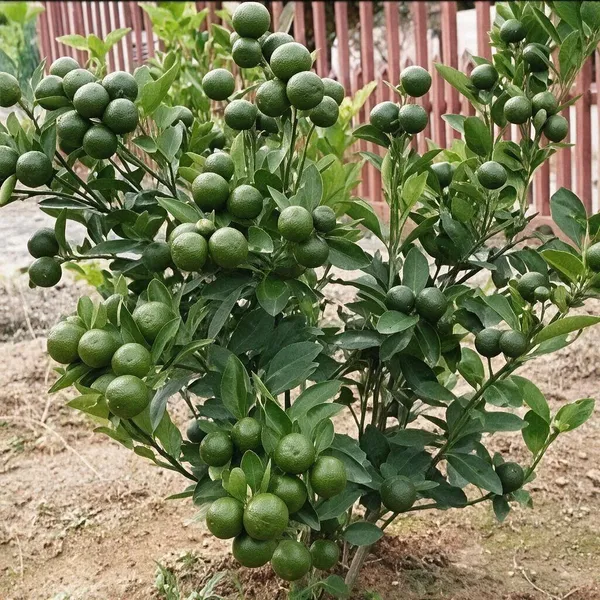 Thai_Mosambi_Grafted_Lemon_Plant
