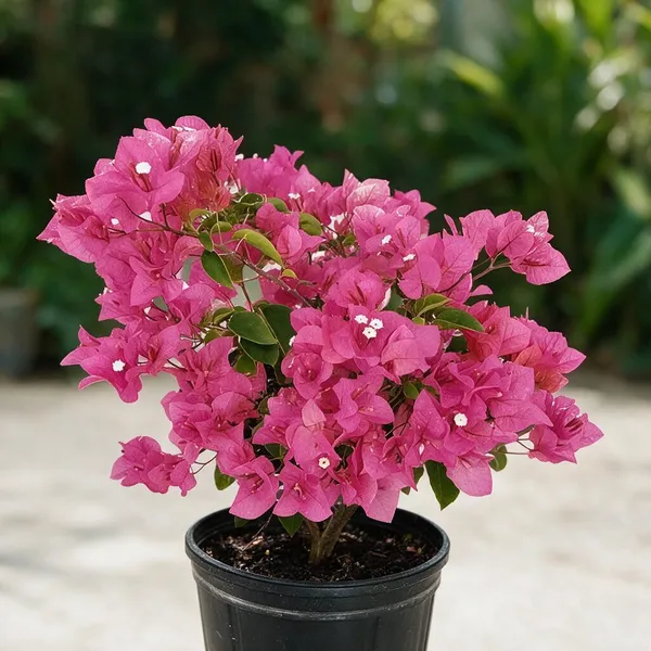 Bougainvillea_Plant