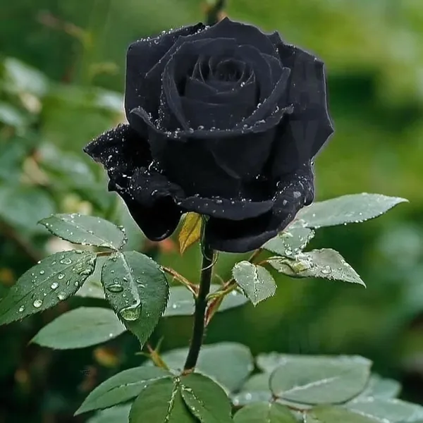 Grafted_Rose_Plant