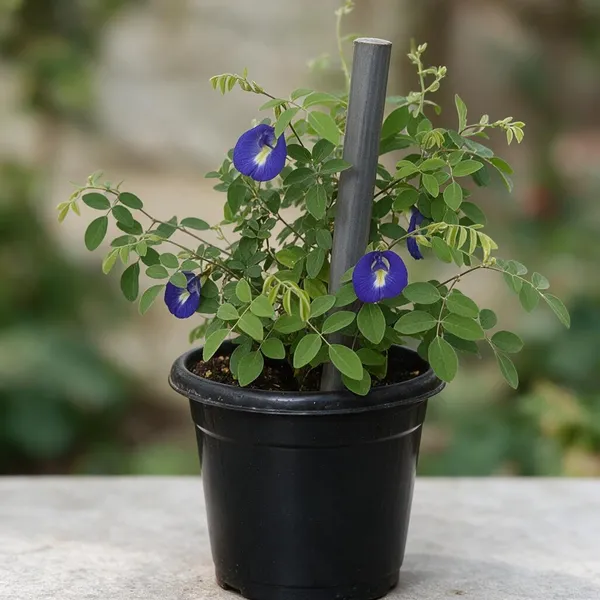 Butterfly_Pea_Plant