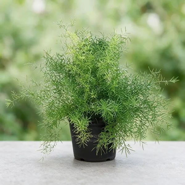 Shatavari_Plant