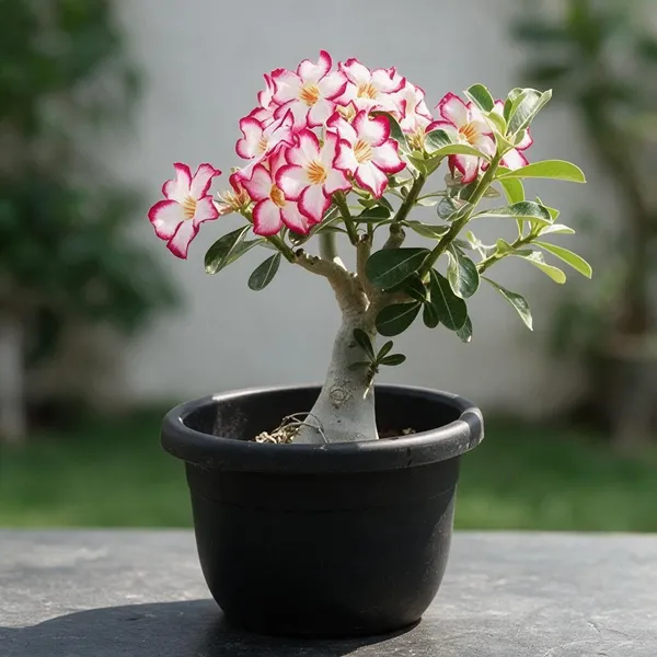 Desert_Adenium_Bonsai_Plant