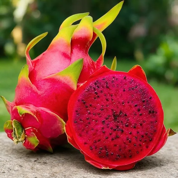 Dragon_Fruit_Plant