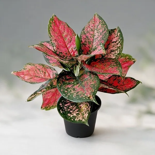 Aglaonema_Indoor_Plant