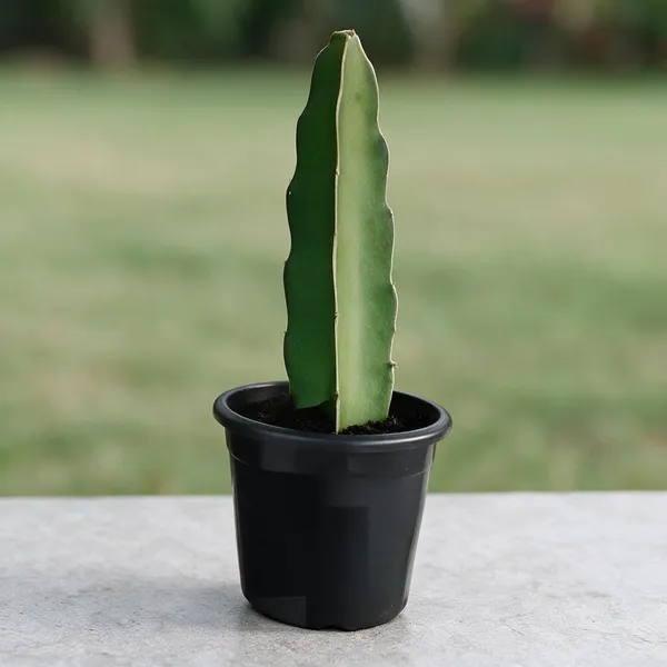 Dragon_Fruit_Plant_Cutting