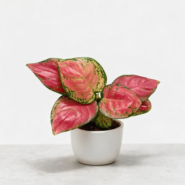 Aglaonema_Indoor_Plant