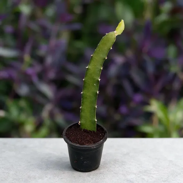 Dragon_Fruit_Plant