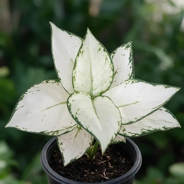 Aglaonema_Indoor_Plant