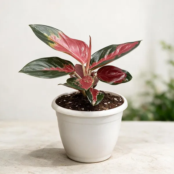 Aglaonema_Indoor_Plant
