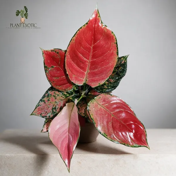 Aglaonema_Indoor_Plant