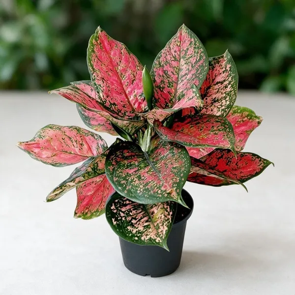 Aglaonema_Indoor_Plant