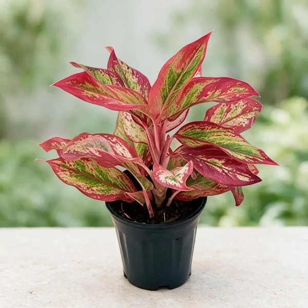 Aglaonema_Indoor_Plant