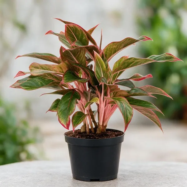 Aglaonema_Indoor_Plant