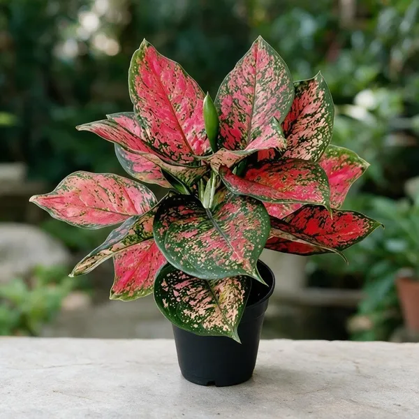 Aglaonema_Indoor_Plant