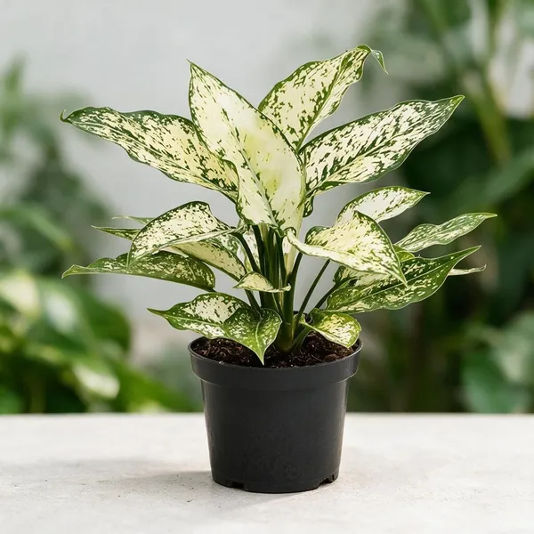 Aglaonema_Indoor_Plant