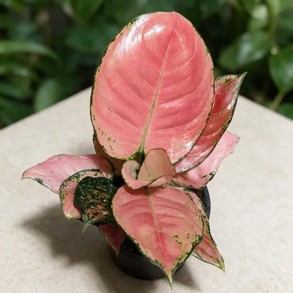 Aglaonema_Indoor_Plant