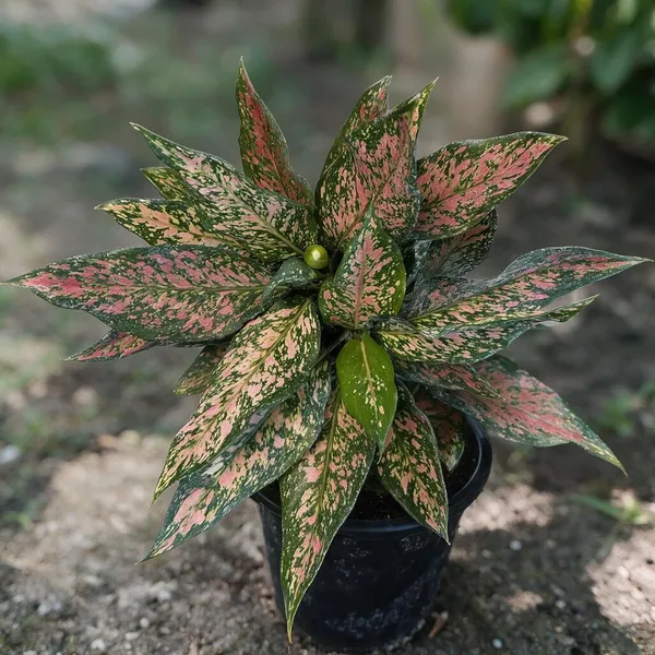 Aglaonema_Indoor_Plant