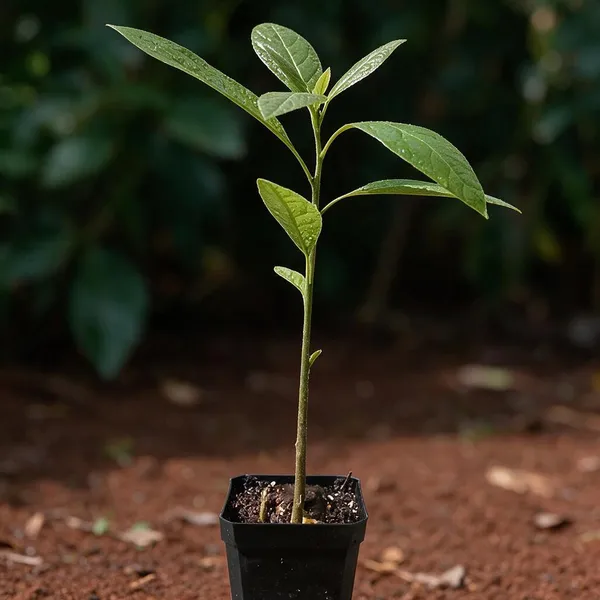 Grafted_Avocado_Fruit_Tree