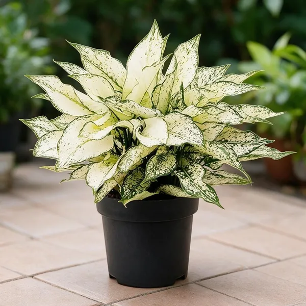 Aglaonema_Indoor_Plant