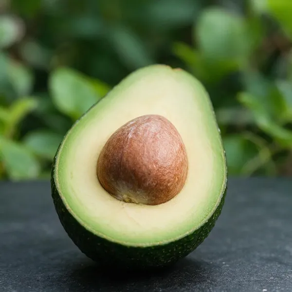 Grafted_Avocado_Plant