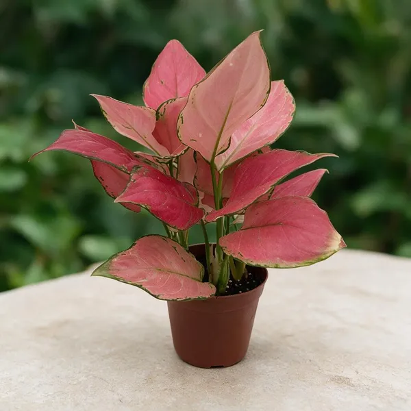 Aglaonema_Plant