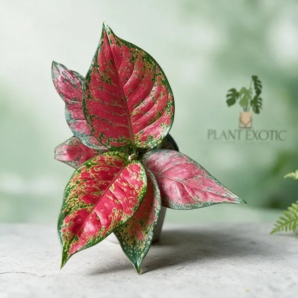 Aglaonema_Indoor_Plant