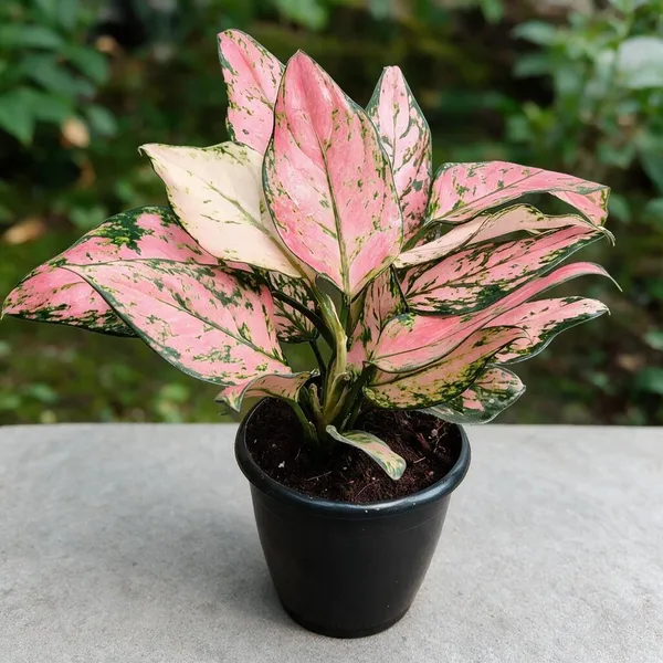 Aglaonema_Indoor_Plant