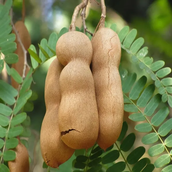 Tamarind_Fruit_Plant