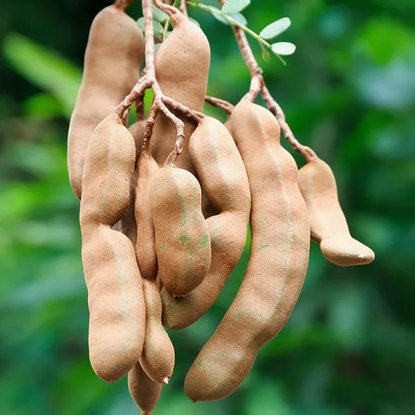Tamarind_Plant