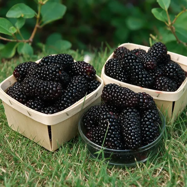 Mulberry_Plant