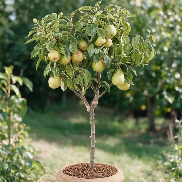 Pear_Fruit_Plant