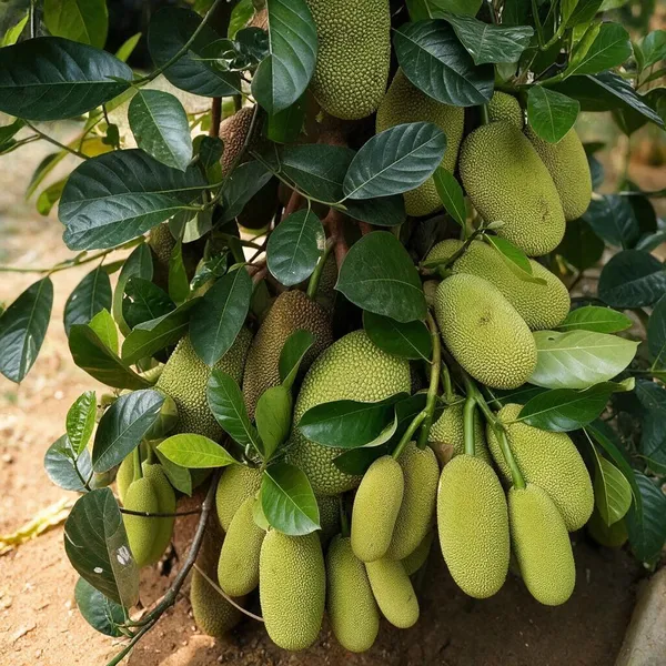 Jackfruit_Plant