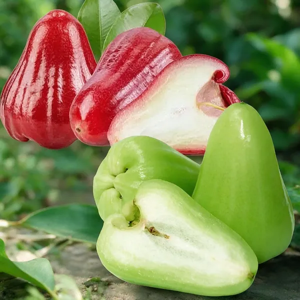 Water_Apple_Plant
