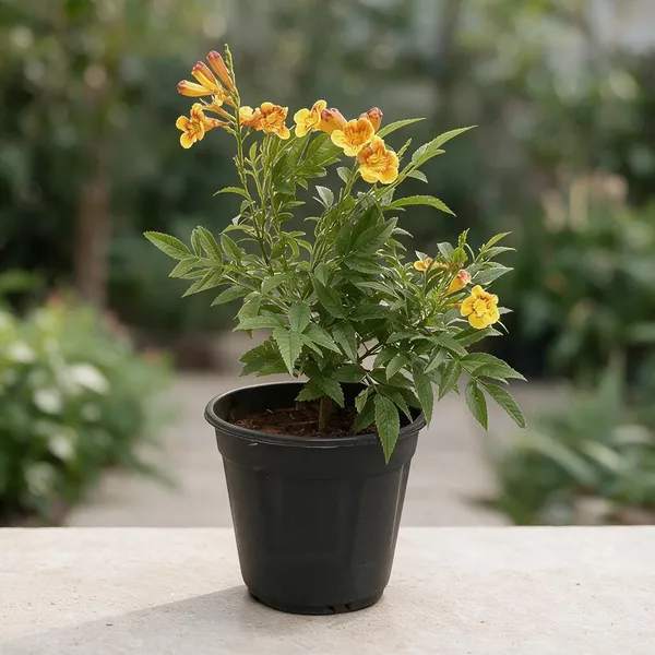 Tecoma_Dwarf_Plant