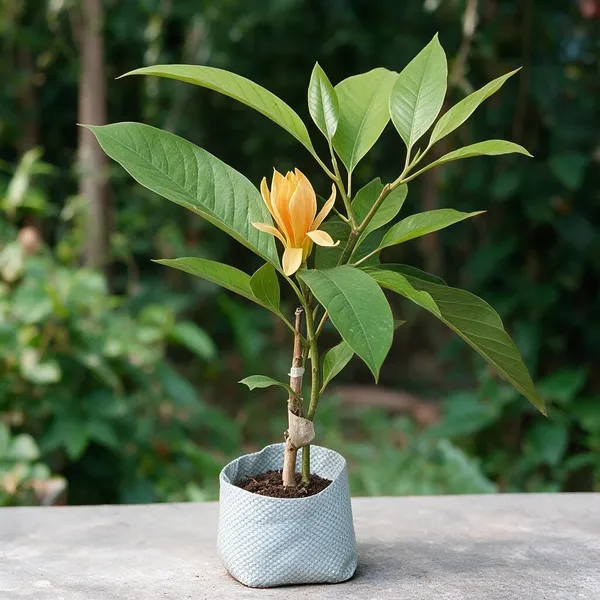 Magnolia_Champaca_Plant