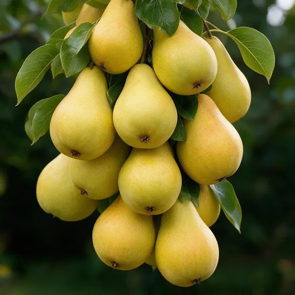 Pear_Fruit_Plant