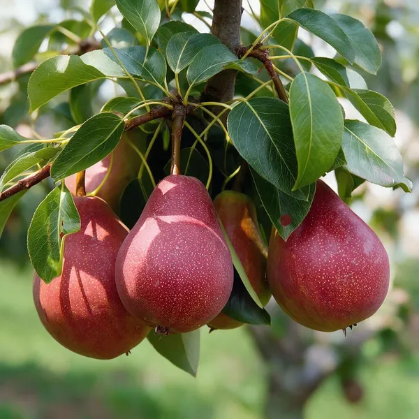 Pear_Fruit_Plant