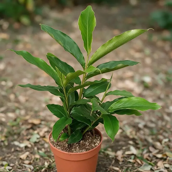 Cardamom_Plant