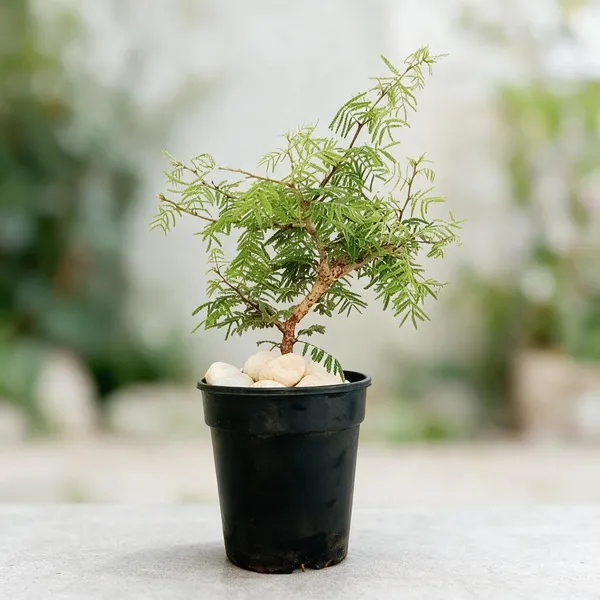 Khejri_Plant