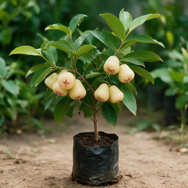 Java_Apple_Plant_Java_Rose_Apple_Plant