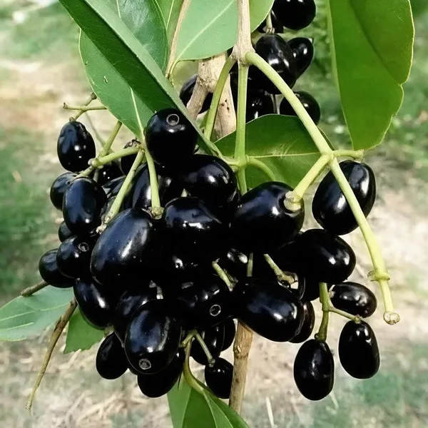Jamun_Fruit_Plant
