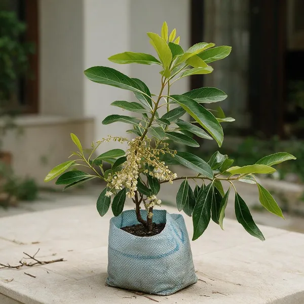 Sweet_Olive_Fruit_Plant