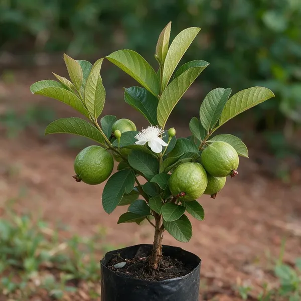 Grafted_Guava_Plant