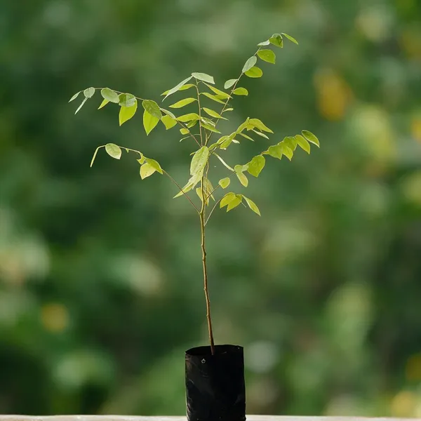 Star_Gooseberry_Plant